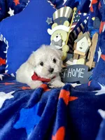 Teddy , a male Maltese for sale in Godwin, NC – Photo 2 of 5
