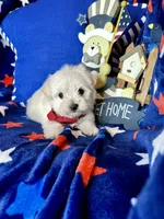 Teddy , a male Maltese for sale in Godwin, NC – Photo 4 of 5