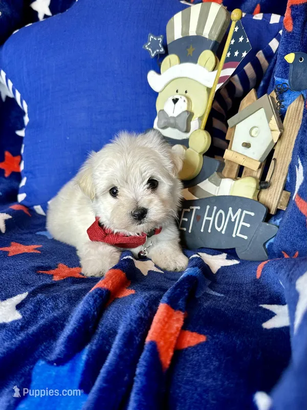 Teddy  – Maltese puppy for sale in Godwin, NC