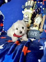 Teddy , a male Maltese for sale in Godwin, NC – Photo 1 of 5