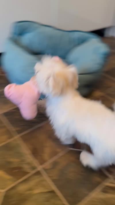 Trinity , a female Maltese for sale in Godwin, NC – 5 of 5