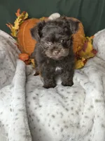 Archie, a male Peekapoo for sale in Godwin, NC – 3 of 5