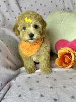 Cookie, a female Maltipoo for sale in Godwin, NC – 2 of 7