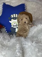 Yankee, a male Poodle - Toy  for sale in Godwin, NC – 4 of 6