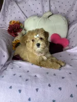 Caramel , a female Maltipoo for sale in Godwin, NC – 8 of 8