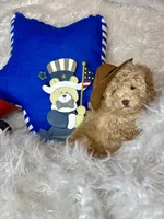 Yankee, a male Poodle - Toy  for sale in Godwin, NC – 5 of 6
