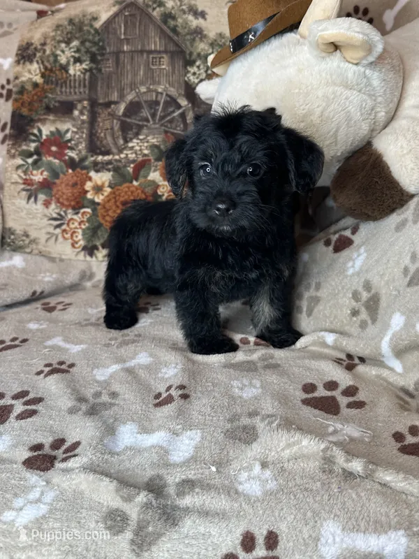 Pumpkin 🎃  – Yorkipoo puppy for sale in Godwin, NC