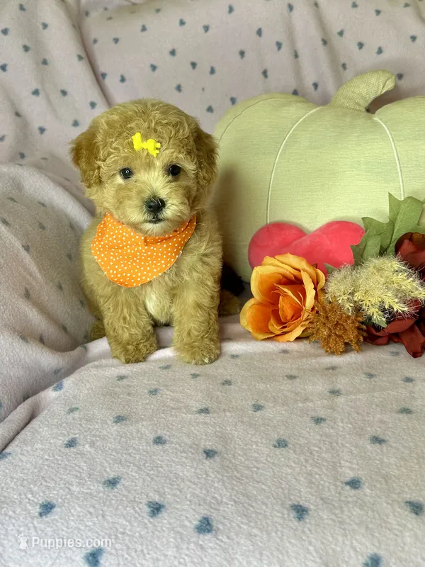 Cookie – Maltipoo puppy for sale in Godwin, NC
