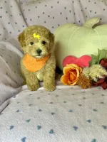 Cookie, a female Maltipoo for sale in Godwin, NC – 1 of 7