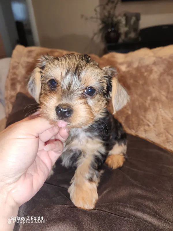 Girl 2 – Yorkshire Terrier puppy for sale in Pinellas Park, FL