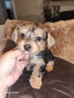 Girl 2, a female Yorkshire Terrier for sale in Pinellas Park, FL – 1 of 1