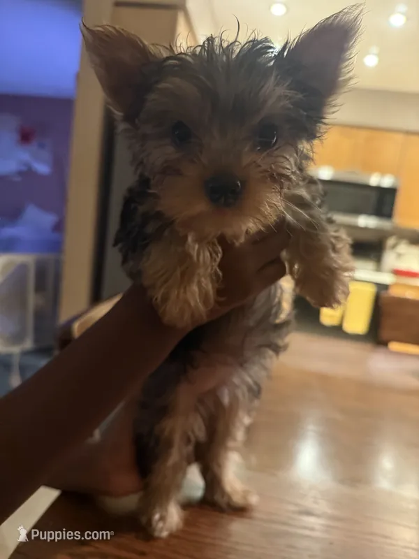 Girl 1 – Yorkshire Terrier puppy for sale in Pinellas Park, FL