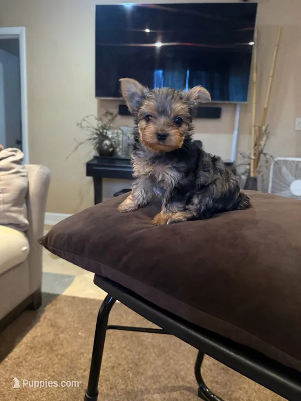 Girl 1 – Yorkshire Terrier puppy for sale in Pinellas Park, FL