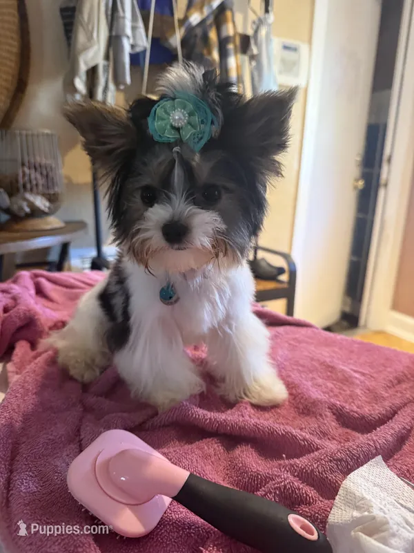 Izzy – Yorkshire Terrier puppy for sale in Pinellas Park, FL