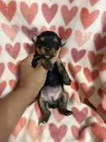 Girl 3, a female Yorkshire Terrier for sale in Pinellas Park, FL – Photo 3 of 3