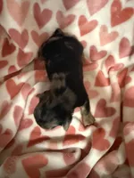 Girl 2, a female Yorkshire Terrier for sale in Pinellas Park, FL – Photo 2 of 3