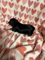 Girl 3, a female Yorkshire Terrier for sale in Pinellas Park, FL – Photo 2 of 3