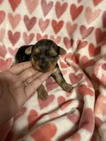 Girl 2, a female Yorkshire Terrier for sale in Pinellas Park, FL – Photo 3 of 3