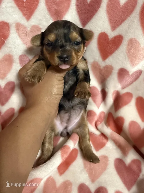 Girl 2, a female Yorkshire Terrier for sale in Pinellas Park, FL – Photo 1 of 3