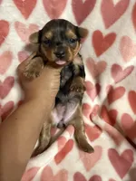 Girl 2, a female Yorkshire Terrier for sale in Pinellas Park, FL – Photo 1 of 3