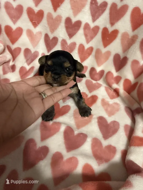 Girl 3, a female Yorkshire Terrier for sale in Pinellas Park, FL – Photo 1 of 3