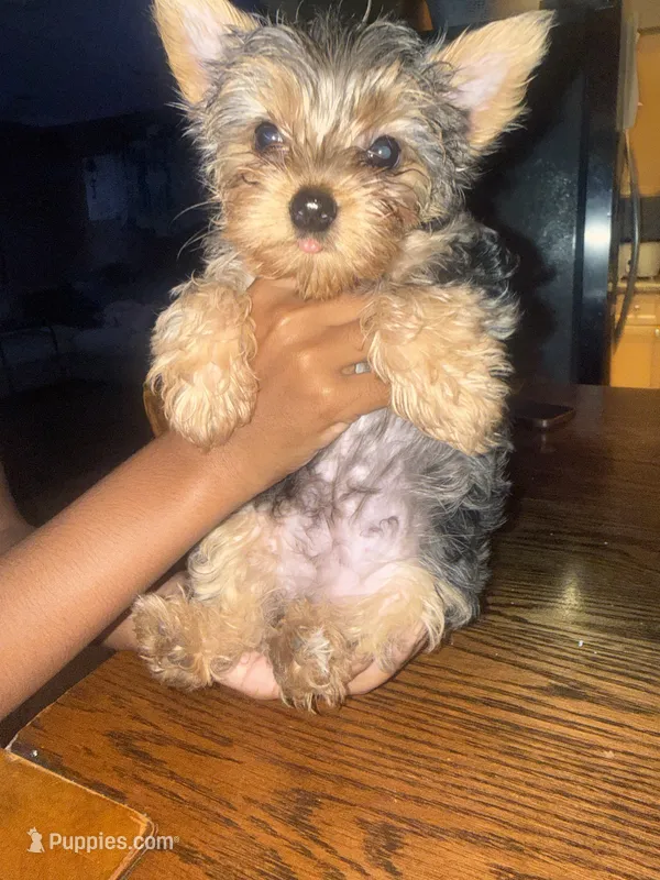 Girl 1 – Yorkshire Terrier puppy for sale in Pinellas Park, FL