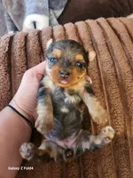 Girl 1, a female Yorkshire Terrier for sale in Pinellas Park, FL – Photo 2 of 3