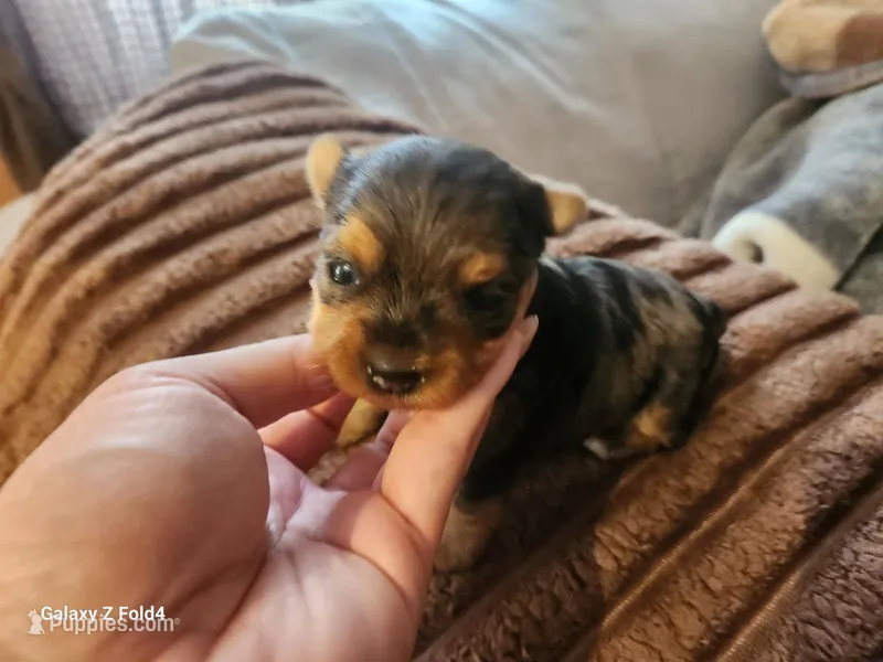 Girl 1, a female Yorkshire Terrier for sale in Pinellas Park, FL – Photo 1 of 3