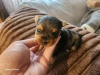 Girl 1, a female Yorkshire Terrier for sale in Pinellas Park, FL – Photo 1 of 3