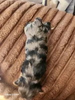 Girl 1, a female Yorkshire Terrier for sale in Pinellas Park, FL – Photo 3 of 3