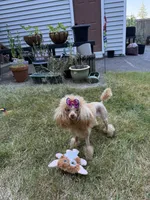 Reba , a female Poodle - Toy  for sale in Anacortes, WA – 5 of 6