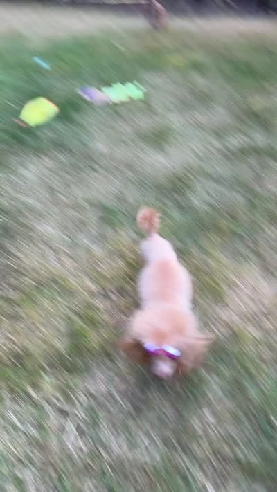 Reba , a female Poodle - Toy  for sale in Anacortes, WA – 6 of 6
