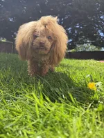 Reba , a female Poodle - Toy  for sale in Anacortes, WA – 3 of 6
