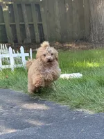 Reba , a female Poodle - Toy  for sale in Anacortes, WA – 4 of 6