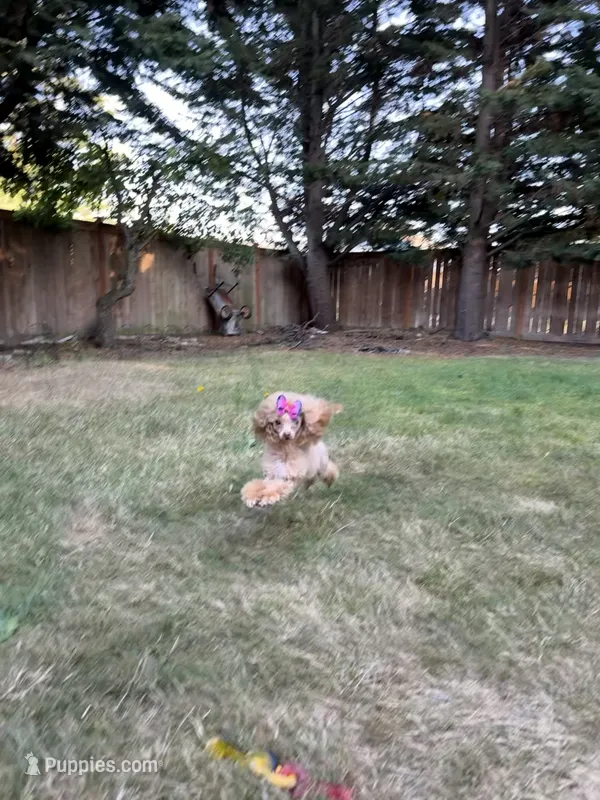 Reba  – Poodle - Toy  puppy for sale in Anacortes, WA