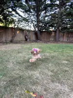 Reba , a female Poodle - Toy  for sale in Anacortes, WA – 1 of 6