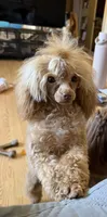 Reba , a female Poodle - Toy  for sale in Anacortes, WA – 2 of 6