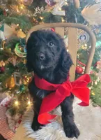 Luna, a female Aussiedoodle for sale in Forestville, CA – Photo 2 of 8