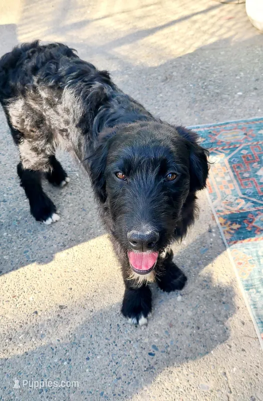 DJ – Aussiedoodle puppy for sale in Forestville, CA