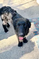 DJ, a male Aussiedoodle for sale in Forestville, CA – 1 of 1