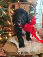 Layla, a female Aussiedoodle for sale in Forestville, CA – Photo 2 of 8