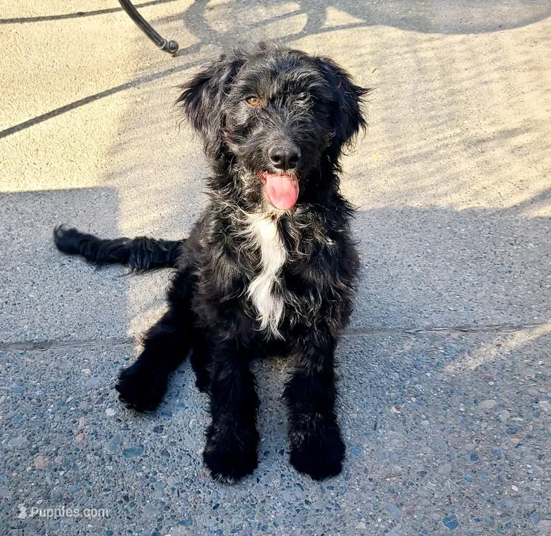 Layla – Aussiedoodle puppy for sale in Forestville, CA