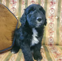 Layla, a female Aussiedoodle for sale in Forestville, CA – Photo 3 of 8