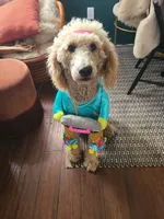 Daisy, a female Aussiedoodle for sale in Forestville, CA – Photo 7 of 7