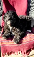 Daisy, a female Aussiedoodle for sale in Forestville, CA – Photo 1 of 7