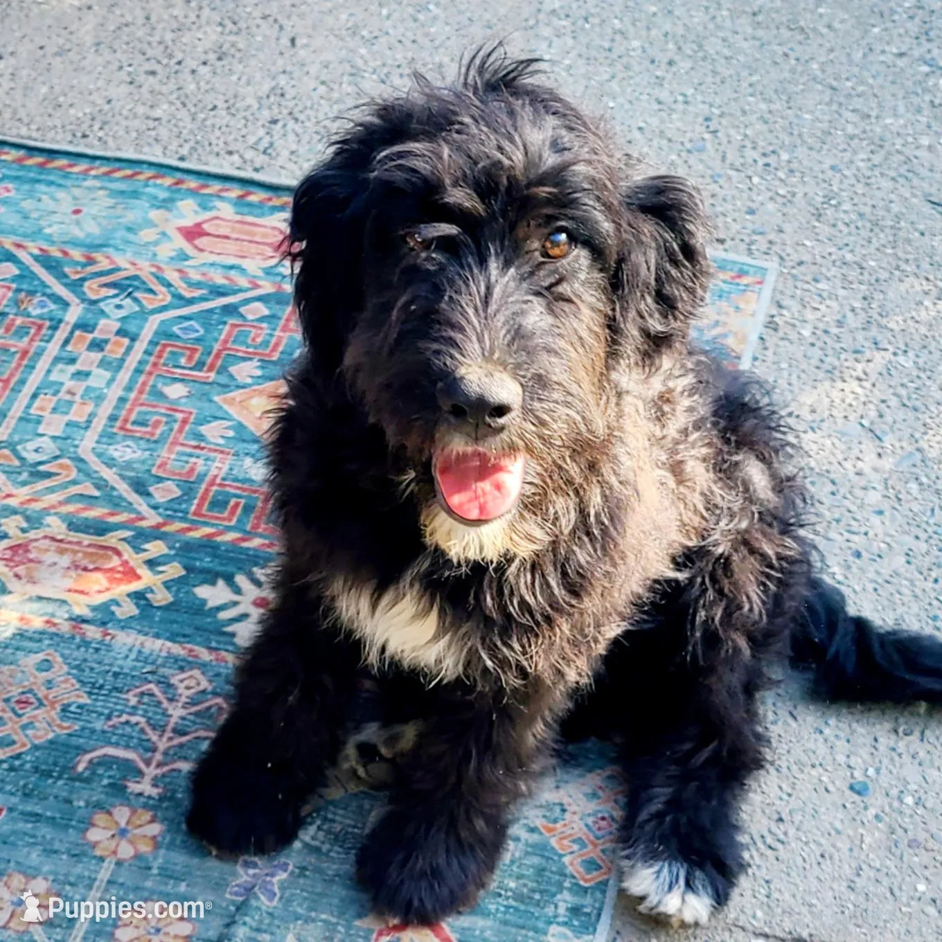 Daisy – Aussiedoodle puppy for sale in Forestville, CA
