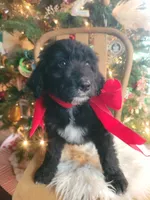 Daisy, a female Aussiedoodle for sale in Forestville, CA – Photo 2 of 7