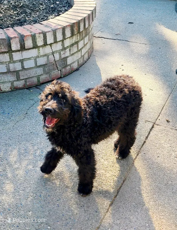 Poppy – Aussiedoodle puppy for sale in Forestville, CA