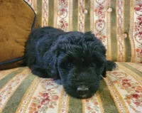 Poppy, a female Aussiedoodle for sale in Forestville, CA – Photo 3 of 8