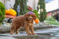 Clover, a female Cavapoo for sale in Baltic, OH – 2 of 10